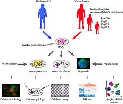 Negative Symptoms of Schizophrenia and Dopaminergic Transmission: Translational Models and Perspectives Opened by iPSC Techniques